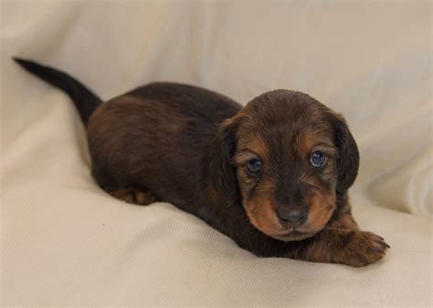 Miniature Long Haired Dachshund Puppies for Sale - Dikerdachs