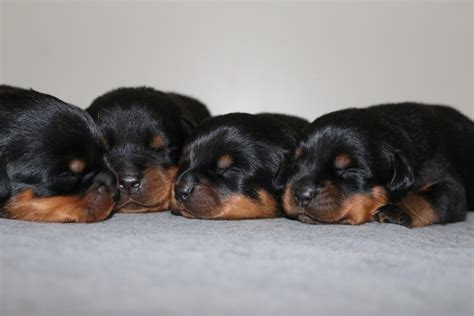 Rottweiler Puppy Biting four (4) Tips to help : King Rottweilers