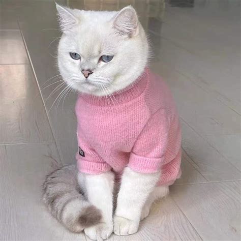 Cat Sweaters