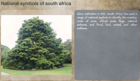 Symbols Of South Africa National Tree