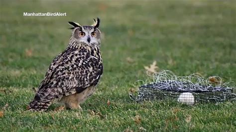 Great Horned Owl Hunting