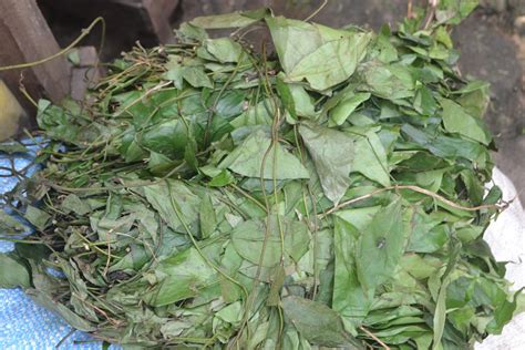 File:Gnetum africanum Leaves (Eru, Okok).jpg - HandWiki