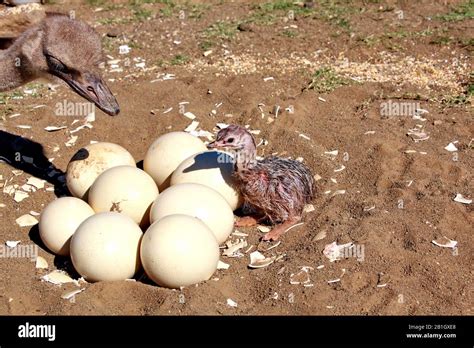 Ostrich egg hatch hi-res stock photography and images - Alamy