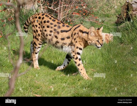 African Serval (Leptailurus serval) hunting Stock Photo - Alamy