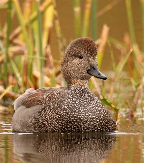 The Gorgeous Gadwall | BirdNote