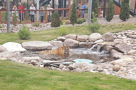 Zoo’s new Amur tiger habitat officially opens | News, Sports, Jobs ...