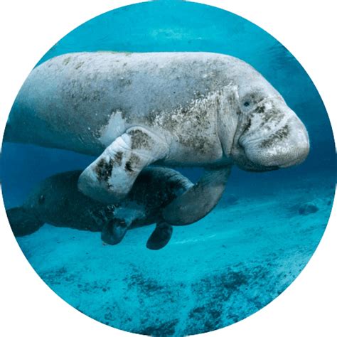 Conservation Efforts in the Manatee Capital of the World