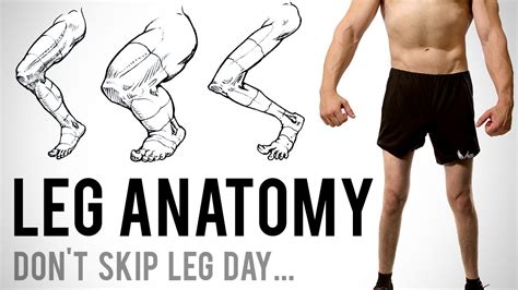 Leg Anatomy for Artists - Don’t Skip Leg Day... - YouTube