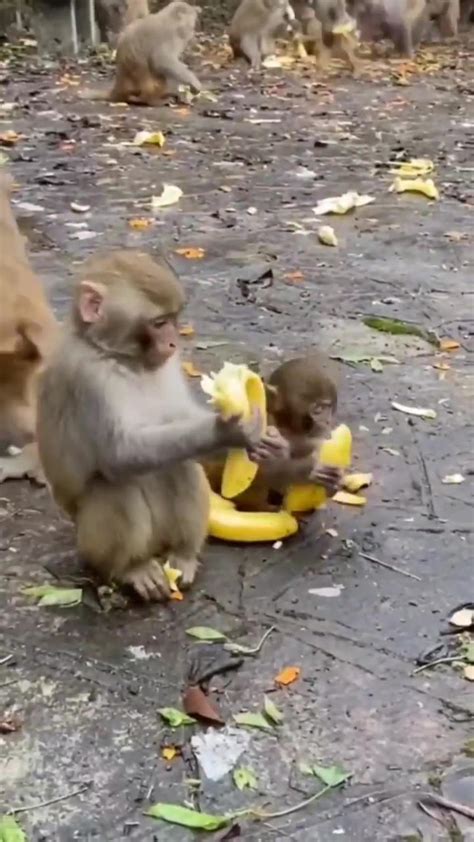 Funny Monkey Eating Banana - One News Page VIDEO