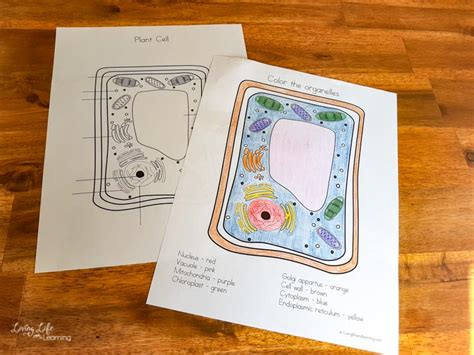 Plant Cell Coloring Worksheet