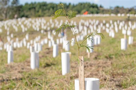 More funding to grow Sydney's tree canopy - Greening Australia