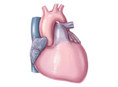 Transcatheter Heart valves | Edwards Lifesciences