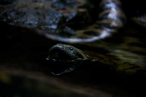 The Green Anaconda | Anaconda Information | Geography Scout