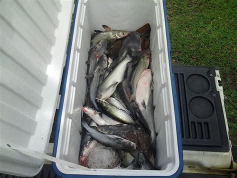 Catalpa Worms | Pensacola Fishing Forum