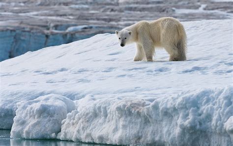 Polar Bears of Svalbard. Svalbard (Spitsbergen) Archipelago, Norway | Mike Reyfman Photography ...