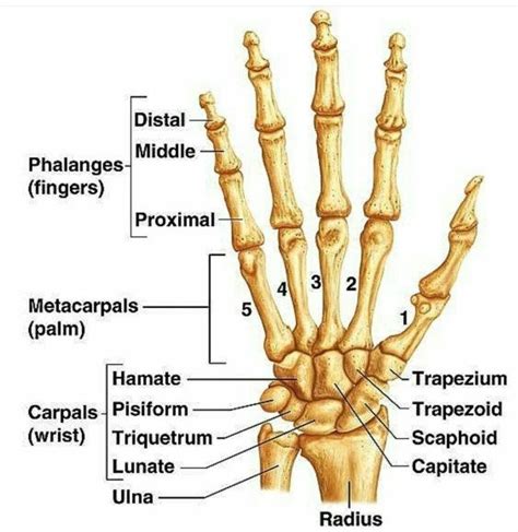 Hand Bones Anatomy - koibana.info | Het menselijk lichaam, Menselijk ...