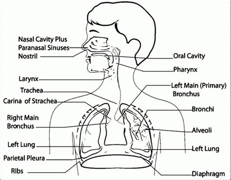 Respiratory System Diagram Labeled