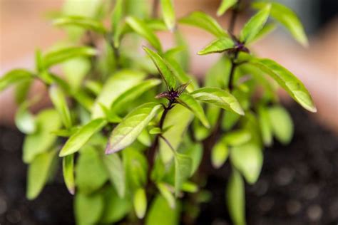 How to Grow Thai Basil in Your Herb Garden