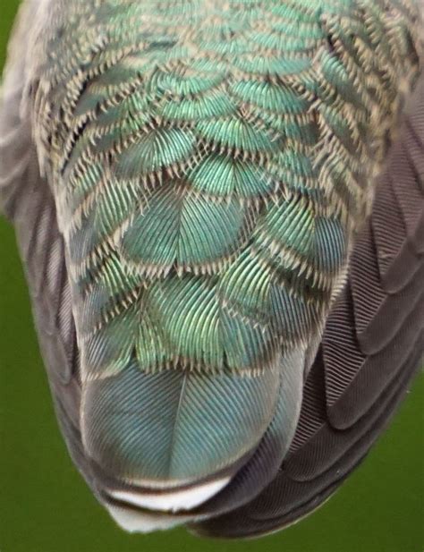 What Makes a Hummingbird Feather So Pretty? - Birds and Blooms