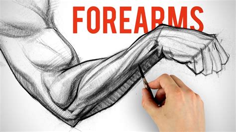 Drawing and Shading Forearms - Arm Anatomy Demo - YouTube