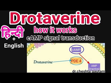 Drotaverine mechanism of action,cAMP Signal transduction - YouTube