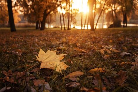 Rituals for Autumn Equinox: Time to Give Thanks - WeMystic