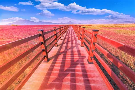 Wood Bridge and Red Bay at Suncheon Bay Ecological Park Stock Photo ...