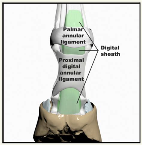 Check Ligament Equine Forelimb Anatomy - vrogue.co