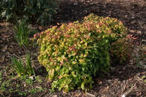 Top 10 Firepower Nandina Companion Plants (Updated 2023)