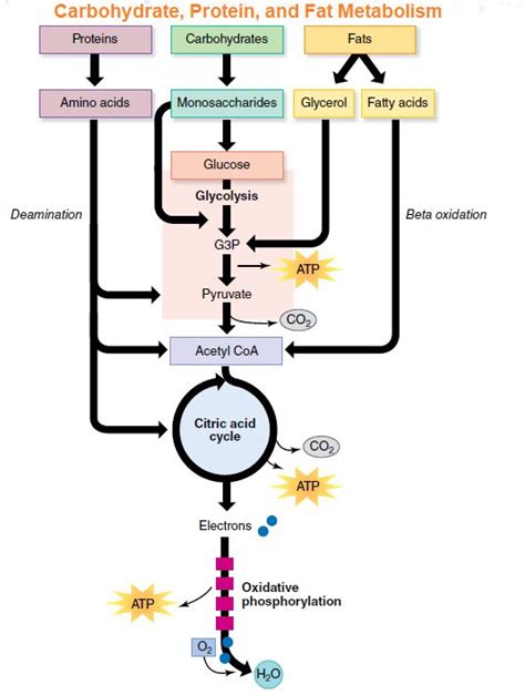 Different types of Pathways for ATP Production - Microbiology Notes