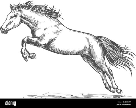 Wild Mustang Horse Drawing