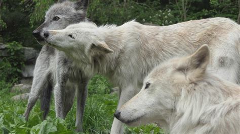 Wolf Conservation Center of New York – Cry Wild