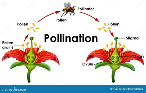 Diagram Showing Pollination with Flower and Bee Stock Vector ...