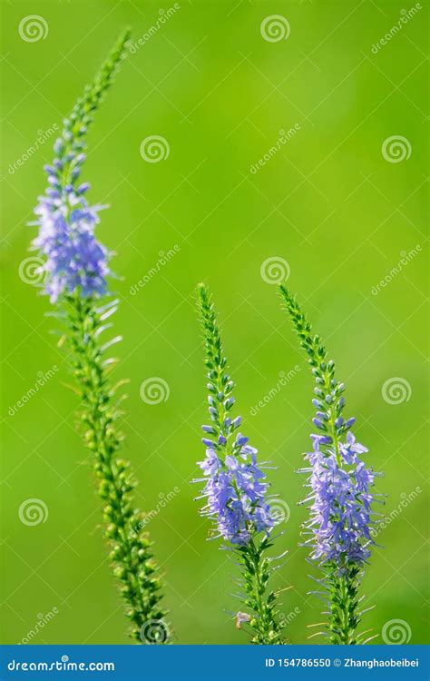 1,767 Inflorescence Raceme Photos - Free & Royalty-Free Stock Photos from Dreamstime