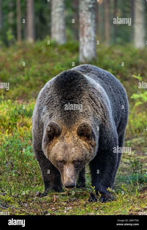 A brown bear in summer forest at sunset light. Scientific name: Ursus ...