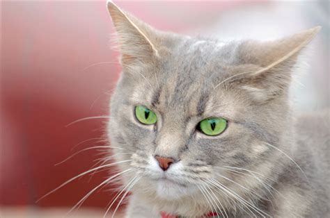 Cat With Green Eyes Free Stock Photo - Public Domain Pictures