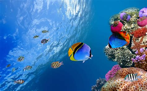 Underwater coral scene-High Quality, HD wallpaper | Peakpx