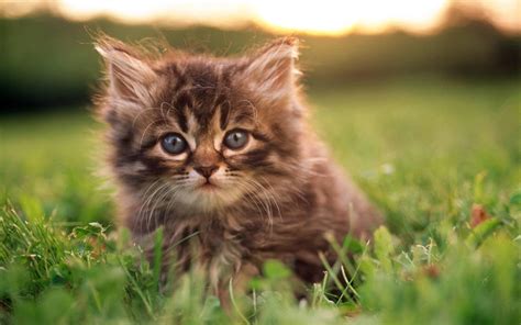 Cute Kittens | HD Wallpapers (High Definition) | Free Background