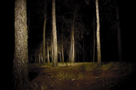 Bosque de noche - a photo on Flickriver