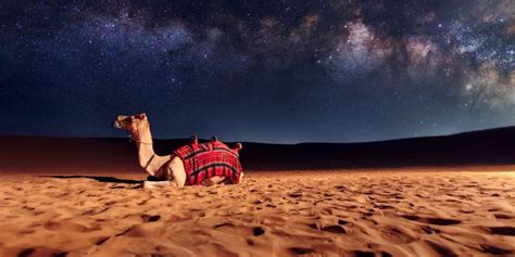 Where can I ride a camel in Dubai? | Dubai Travel Planner