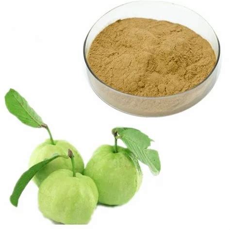 Guava Leaf Extract, Packaging Size: 20 Kg, Packaging Type: Fibre Drum at Rs 500/kg in Greater Noida