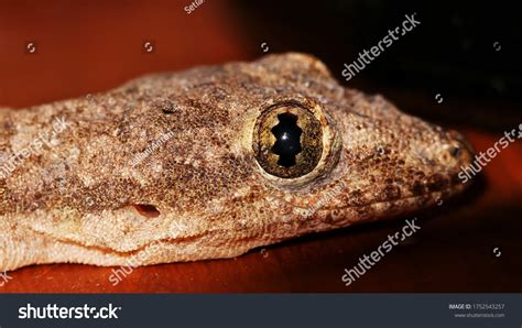 Common House Gecko Hemidactylus Frenatus Known Stock Photo (Edit Now ...