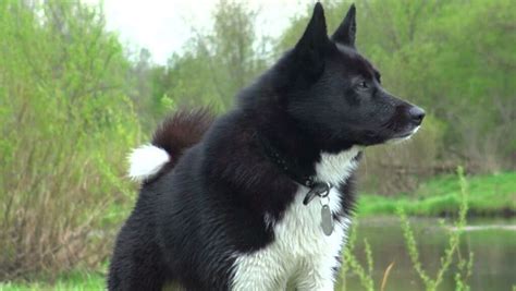 17 Bear Hunting Dog Breeds To Keep Bears Away - Oxford Pets