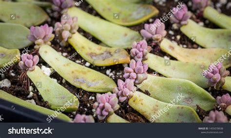 3,801 Succulent Propagation Images, Stock Photos & Vectors | Shutterstock