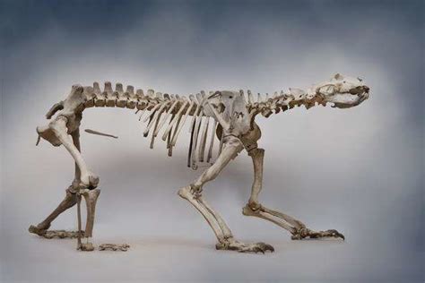 Now on Display: An Ice-Age Polar Bear Skeleton Found in a Laundry Room | Polar bear, Bear skull ...