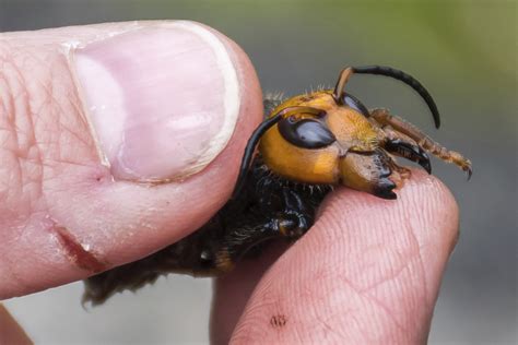 What Are Asian Giant Hornets, And Are They Really Dangerous? 5 ...