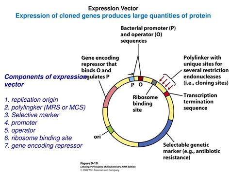 Ppt The Constructed E Coli Plasmid Pbr322 Powerpoint Presentation | Images and Photos finder