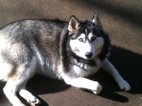 Why Is My Husky So Fat?