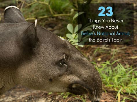 23 Things You Never Knew About Belize’s National Animal, The Baird’s Tapir • Sandy Point Resorts