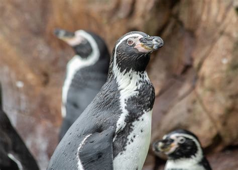 Humboldt Penguin — Peak Wildlife Park